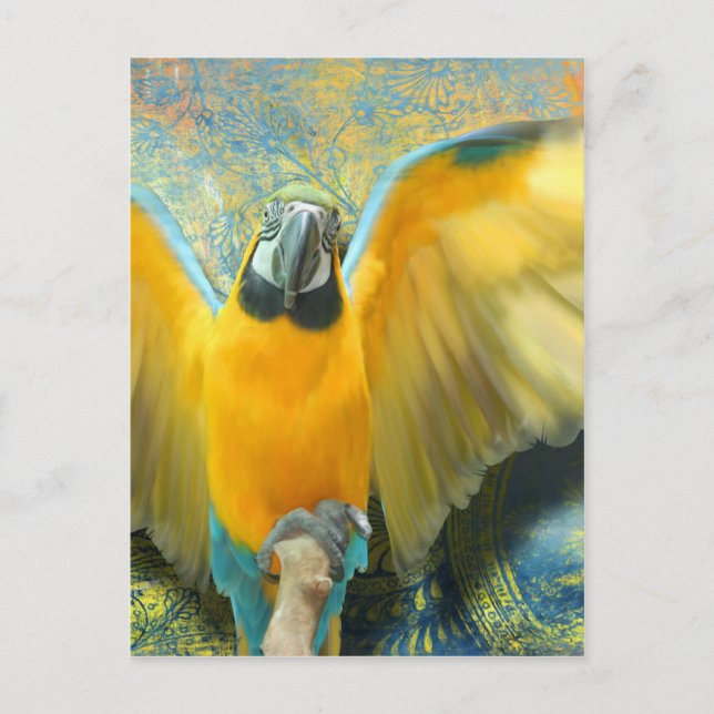 Macaw Postcard (Front)