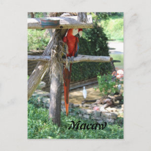 Macaw Postcard