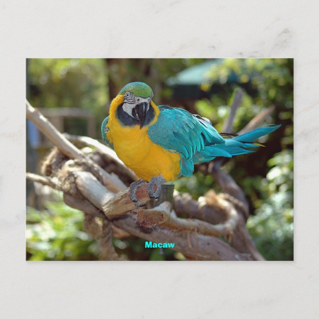 Macaw Postcard (Front)