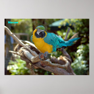 Macaw Poster