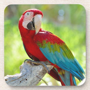Macaw sitting on branch coaster