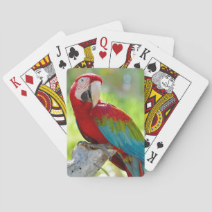 Macaw sitting on branch playing cards
