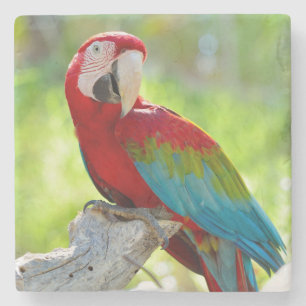 Macaw sitting on branch stone coaster