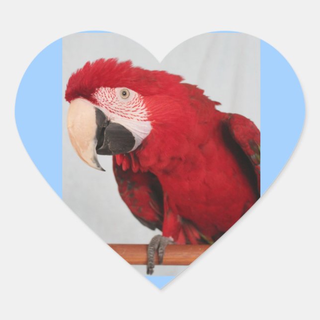 Macaw Stickers (Front)