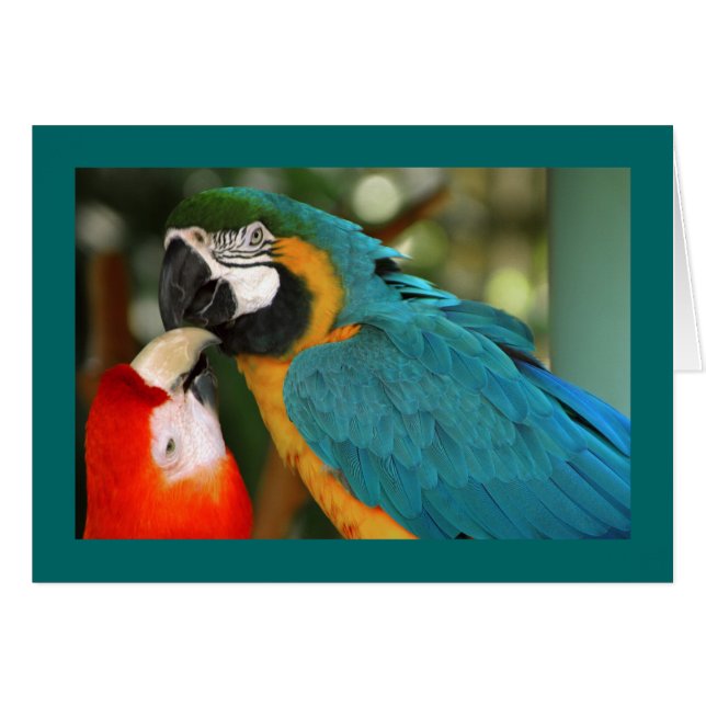 Macaws (Front Horizontal)
