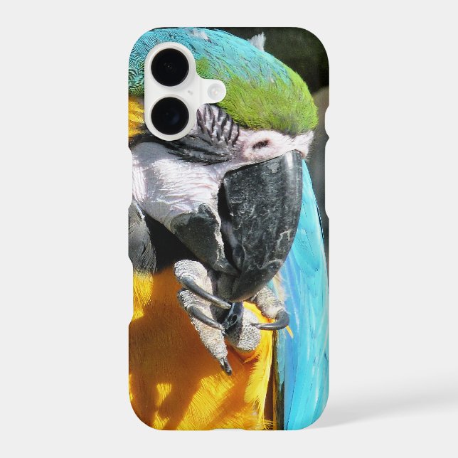 MACAWS (Back)