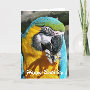 MACAWS CARD