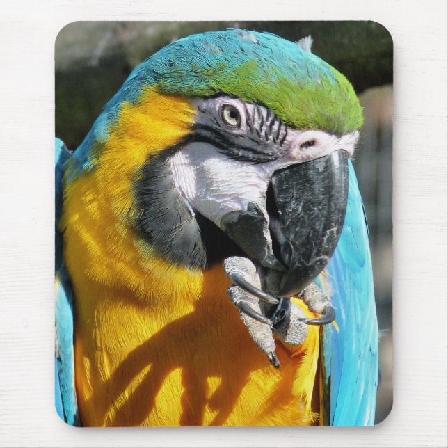 MACAWS MOUSE PAD (Front)