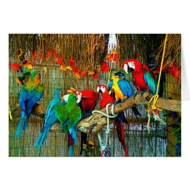 Macaws on Parade (Front Horizontal)
