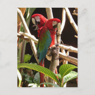 Macaws Postcard