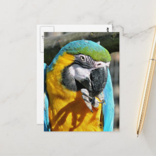 MACAWS POSTCARD