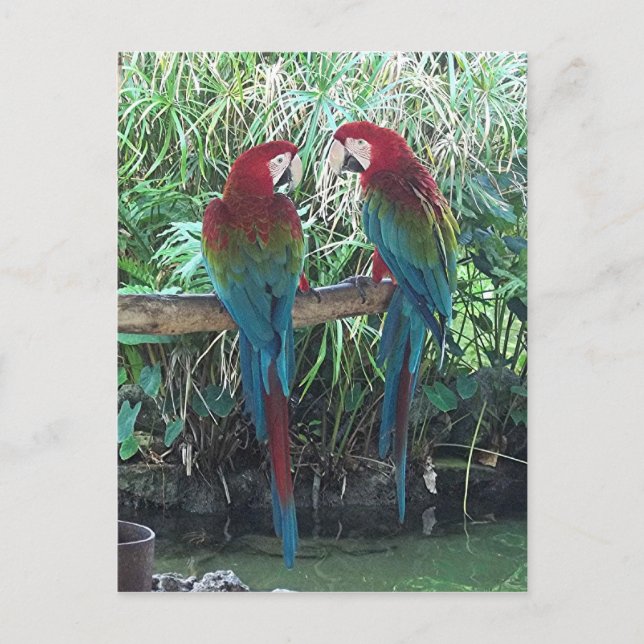 Macaws Postcard (Front)