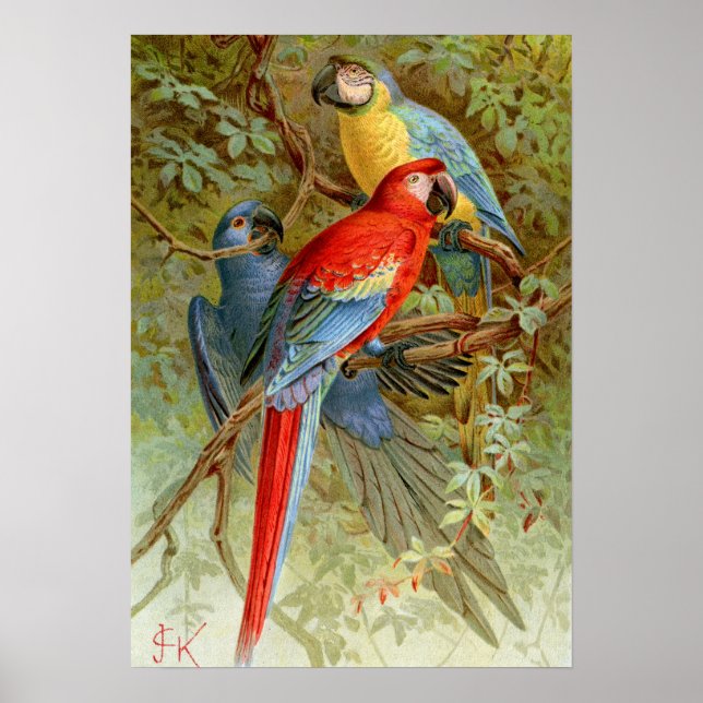 Macaws Poster (Front)