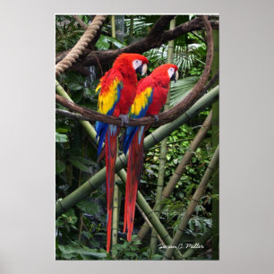 macaws poster