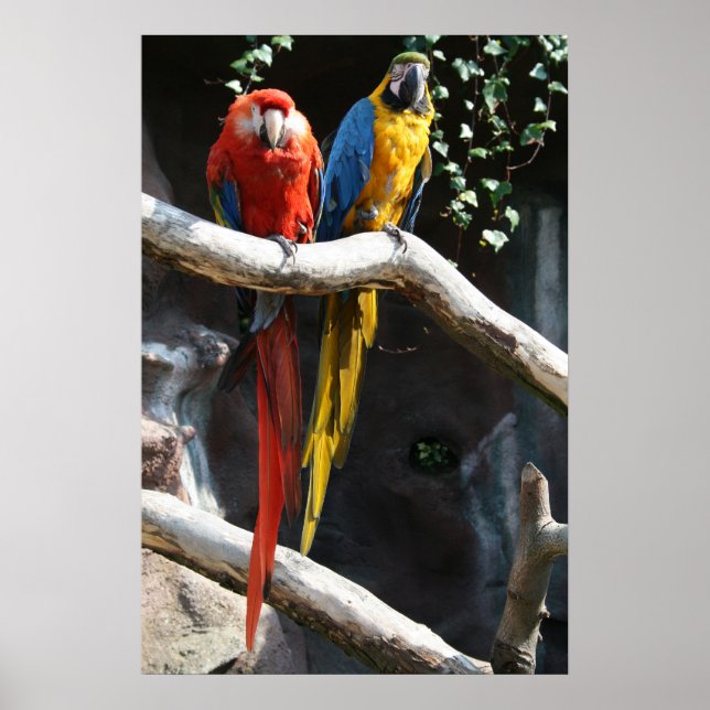 Macaws Poster (Front)