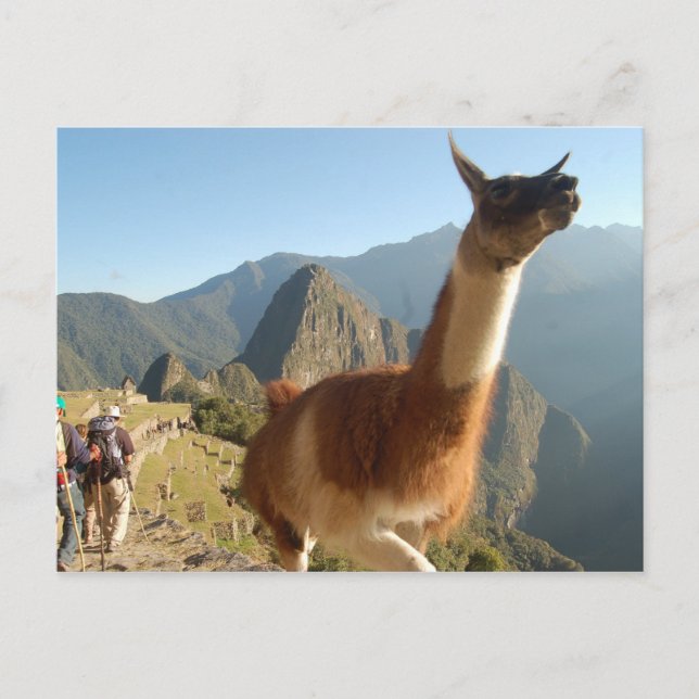 Macchu Picchu Postcard (Front)
