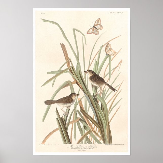 MacGillivray's Finch by Audubon Poster (Front)