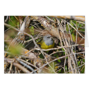 MacGillivray's Warbler