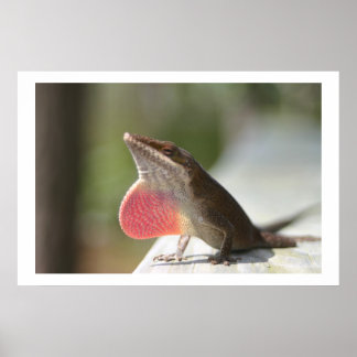 Macho Anole Poster