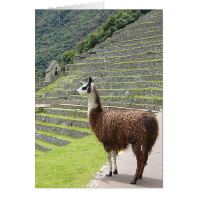 machu llama proud (Front)