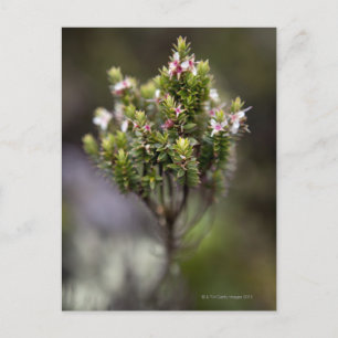 Machu Picchu is the site of an ancient Inca 4 Postcard