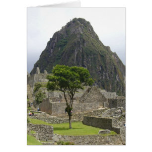 machu picchu tree