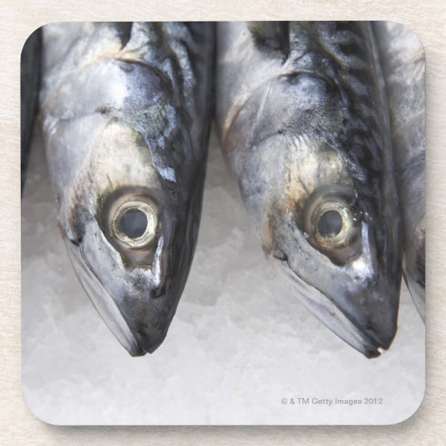 Mackerel fish, fresh catch of the day coaster (Front)