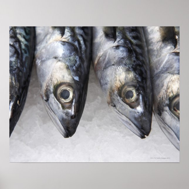 Mackerel fish, fresh catch of the day poster (Front)