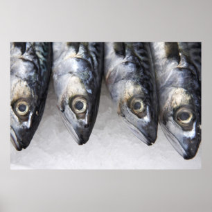 Mackerel fish, fresh catch of the day poster