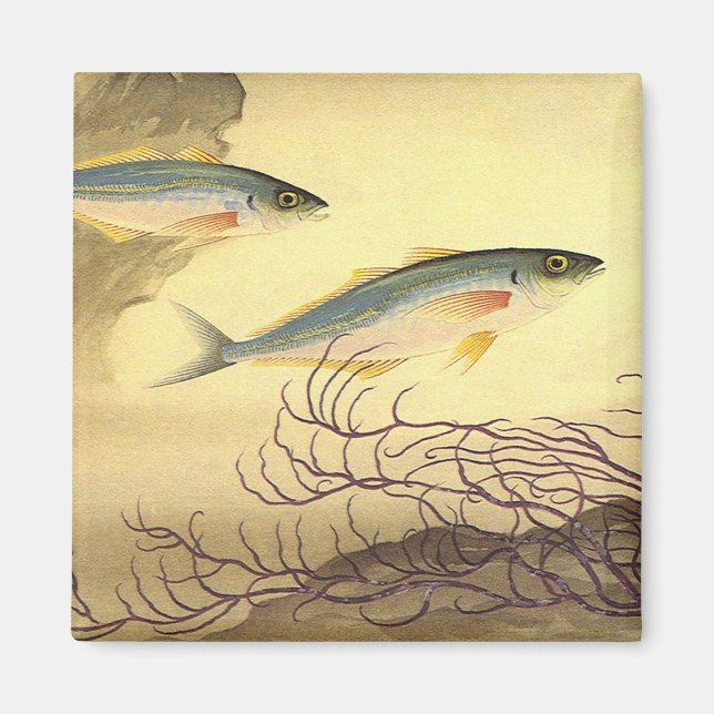 Mackerel Fish Swimming in the Ocean Magnet (Front)
