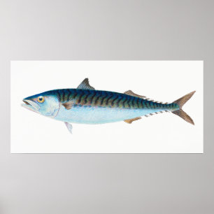 Mackerel fish vintage art poster