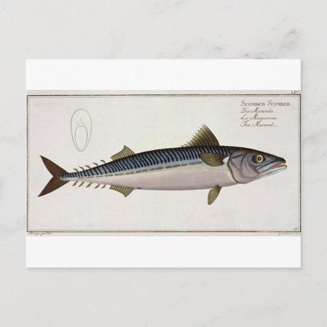 Mackerel (Scomber Scomber) plate LIV from 'Ichthyo Postcard (Front)