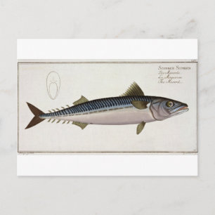 Mackerel (Scomber Scomber) plate LIV from 'Ichthyo Postcard