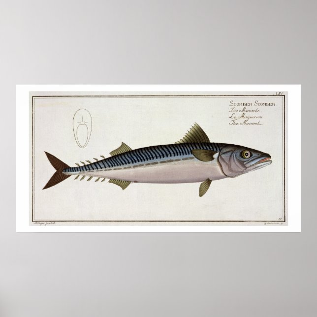 Mackerel (Scomber Scomber) plate LIV from 'Ichthyo Poster (Front)
