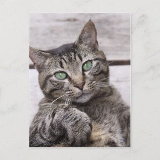 Mackerel Tabby Cat Postcard