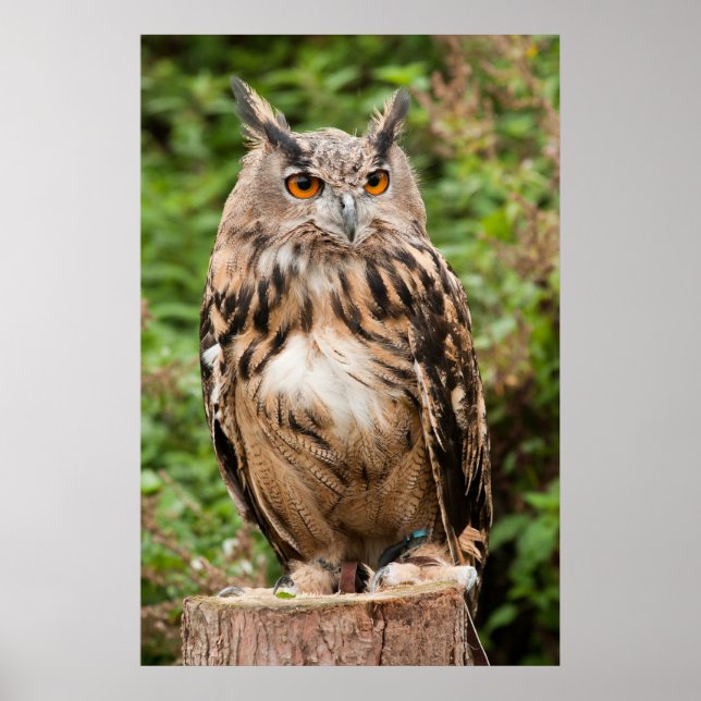 MACKINDER EAGLE OWL POSTER (Front)