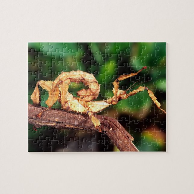 Macleay's Spectre (Spiney Stick Insect), Jigsaw Puzzle (Horizontal)