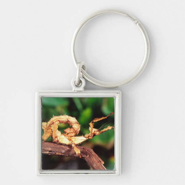 Macleay's Spectre (Spiney Stick Insect), Key Ring (Front)