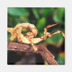 Macleay's Spectre (Spiney Stick Insect), Magnet
