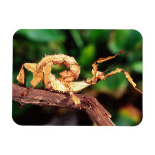 Macleay's Spectre (Spiney Stick Insect), Magnet