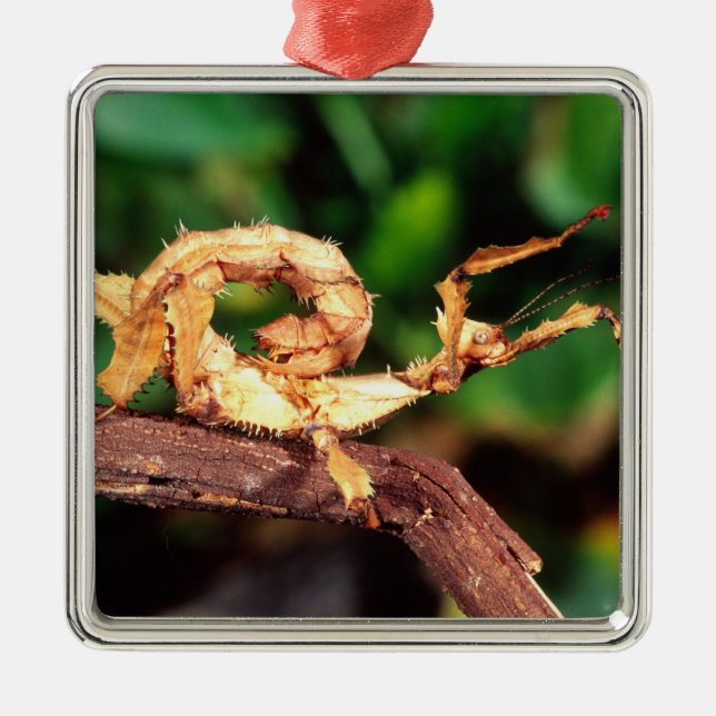 Macleay's Spectre (Spiney Stick Insect), Metal Tree Decoration (Front)