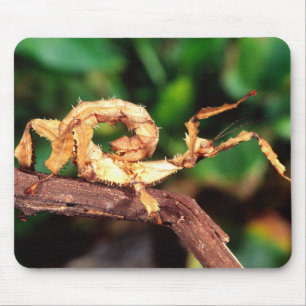 Macleay's Spectre (Spiney Stick Insect), Mouse Pad
