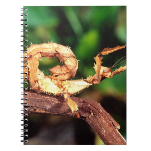 Macleay's Spectre (Spiney Stick Insect), Notebook