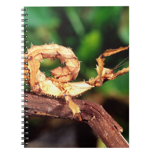 Macleay's Spectre (Spiney Stick Insect), Notebook (Front)