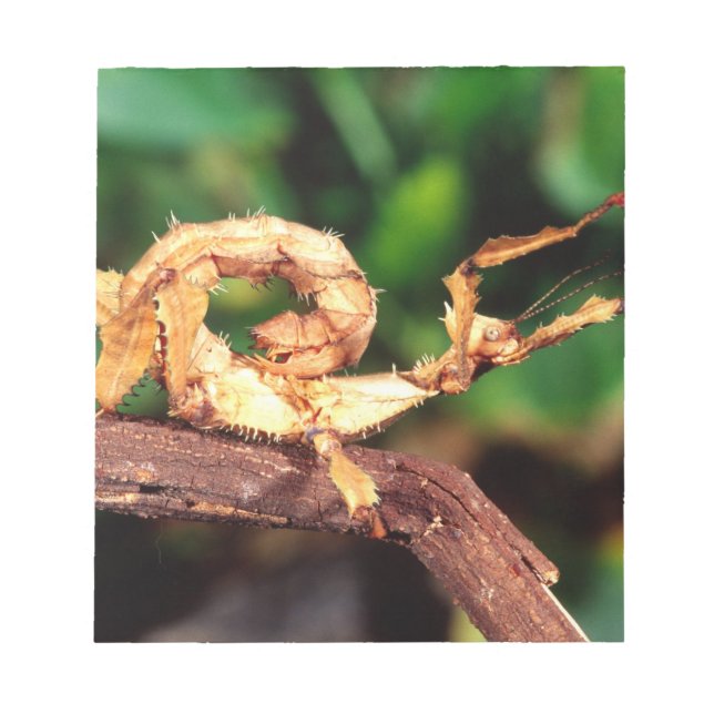 Macleay's Spectre (Spiney Stick Insect), Notepad (Front)