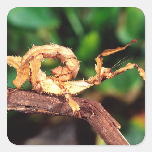 Macleay's Spectre (Spiney Stick Insect), Square Sticker (Front)