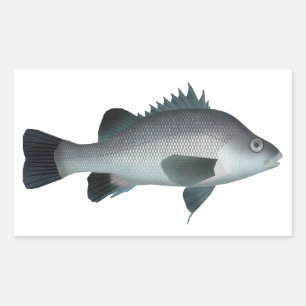 Macquarie Perch  Rectangular Sticker