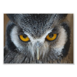 Macro Black and White Owl Photo Print