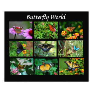 Macro Butterflies Photo Enlargement
