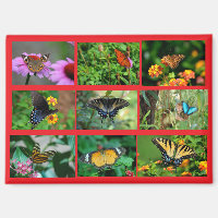 Macro Butterflies postcard